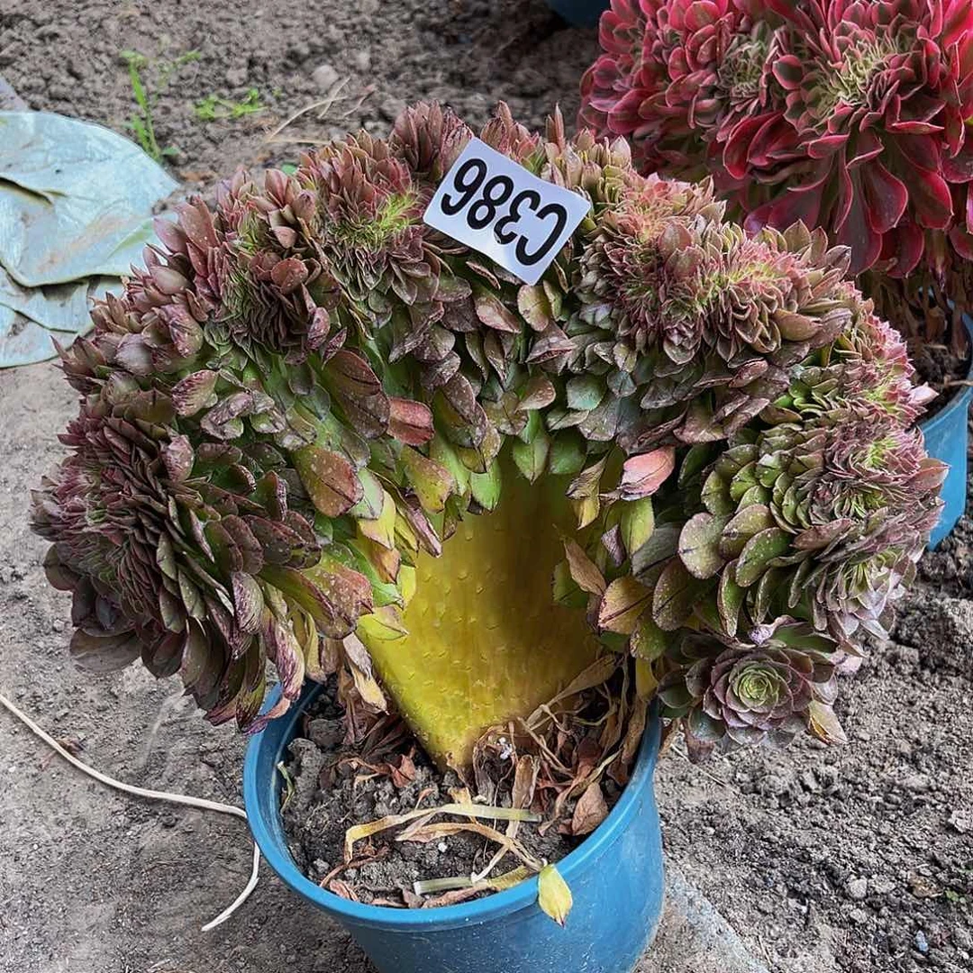 万拉丝28/—36包邮法师