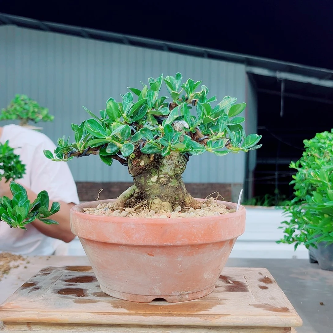 差***誃达摩栀子花花花花