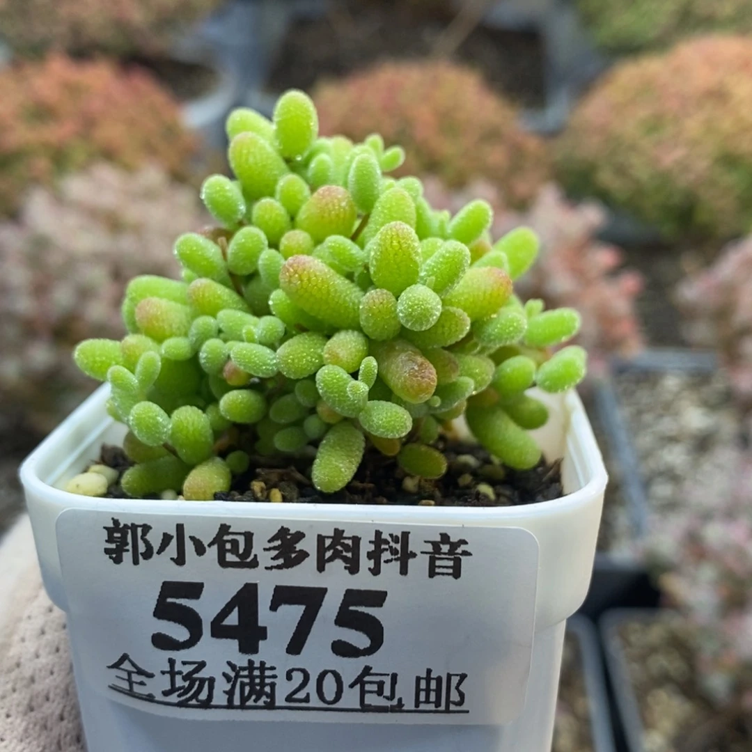 金橘糖球5475枝干番杏