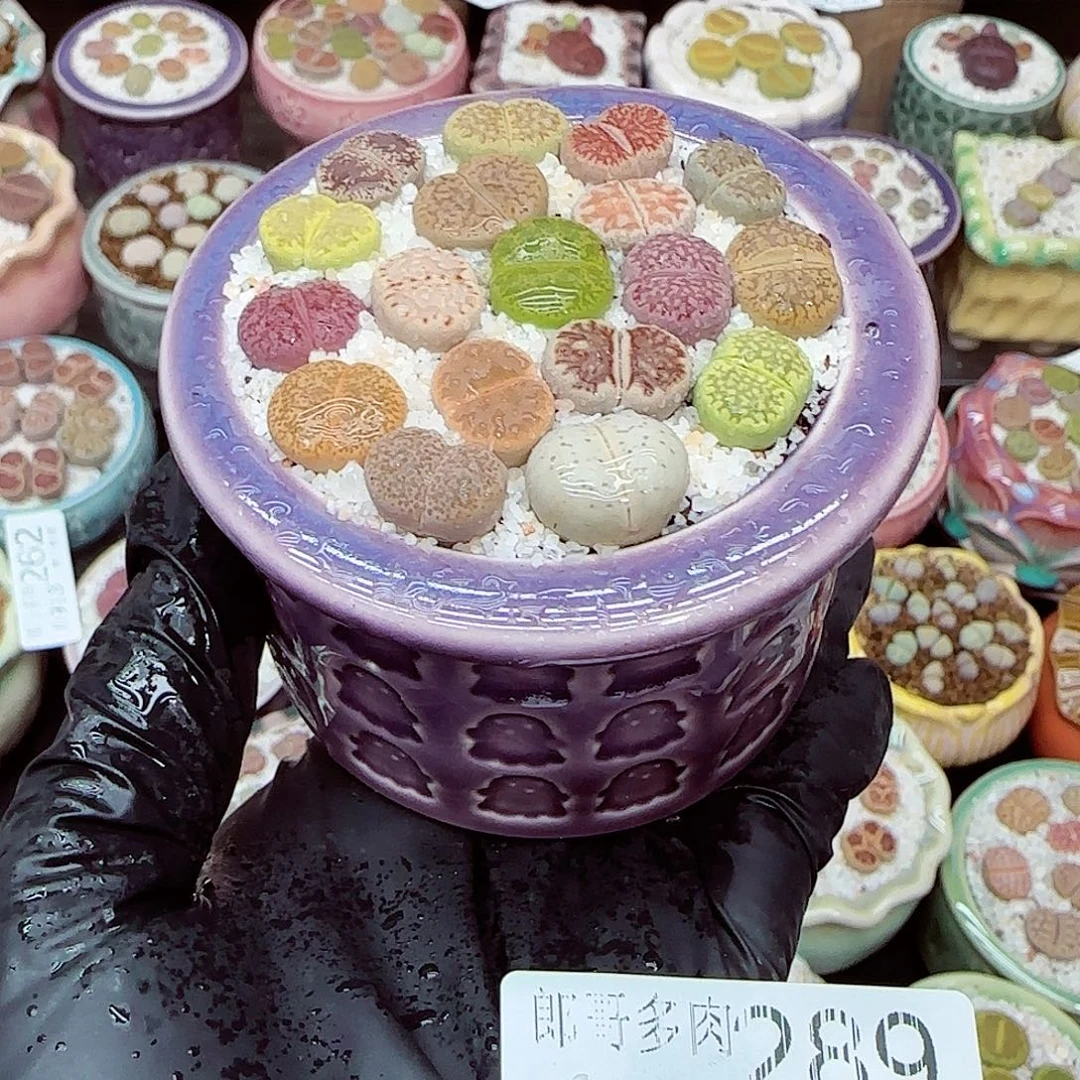 生石花18包邮0913-289