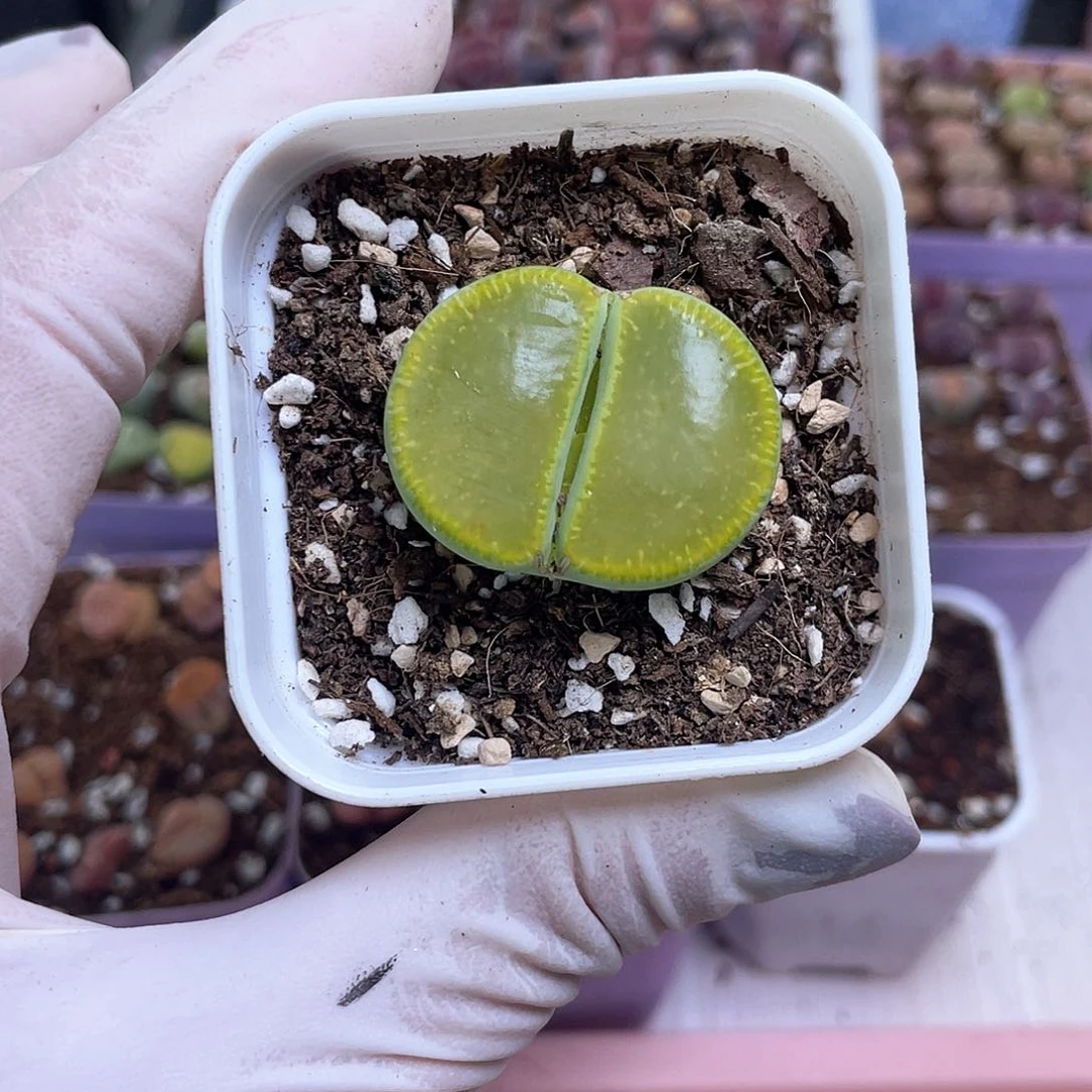 396号 带盆土发货