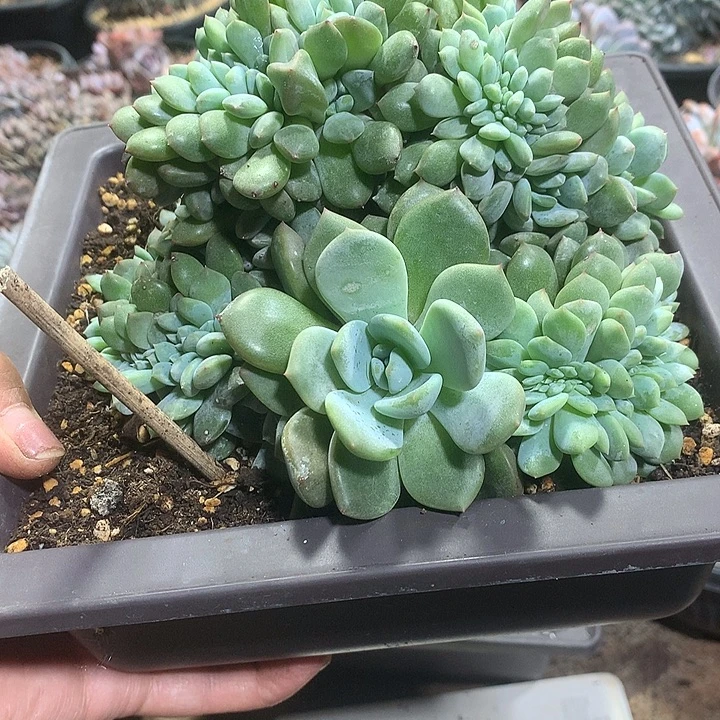 小羊花花花花花花花花