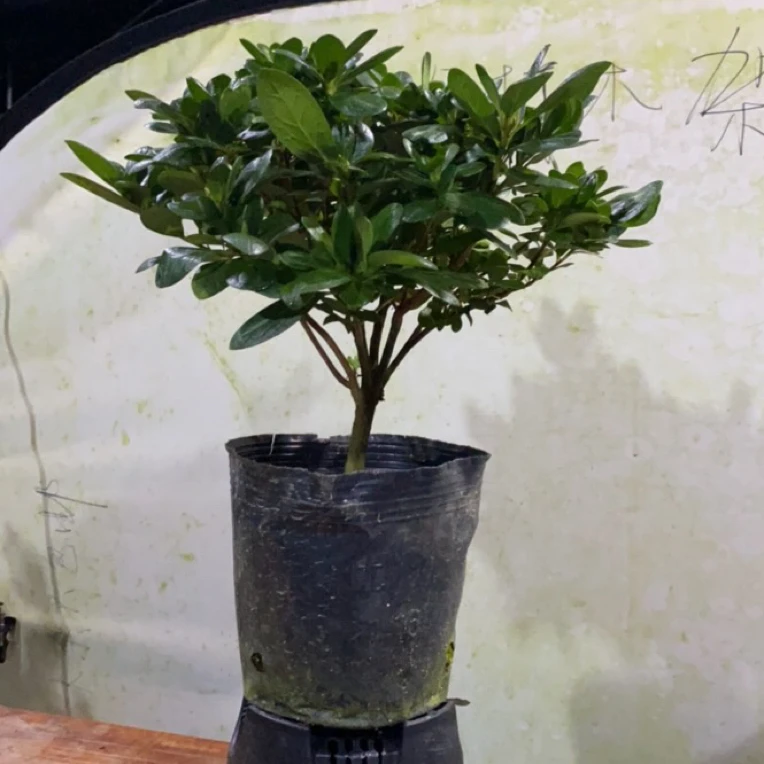 红宝石杜鹃花福利
