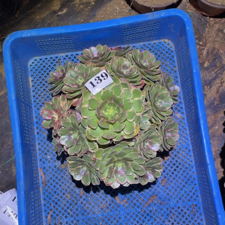 粉花妖多肉植物139