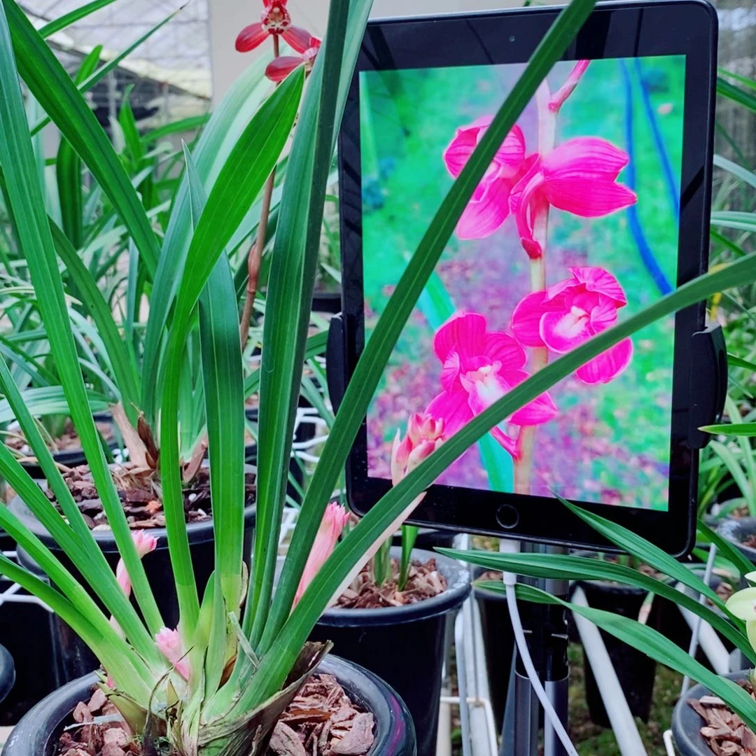 大部分花苞少量开放