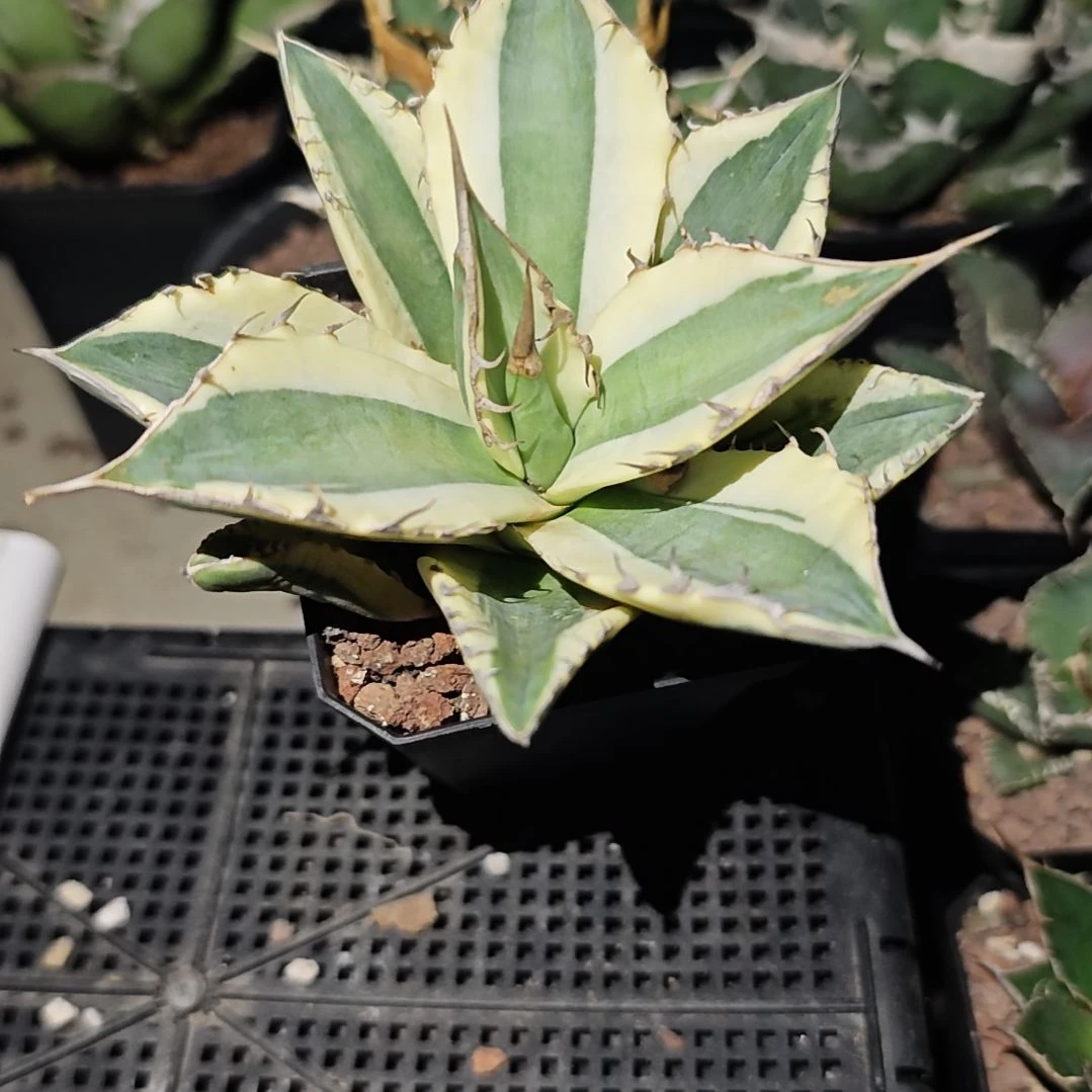 暴牙仁王冠龙舌兰