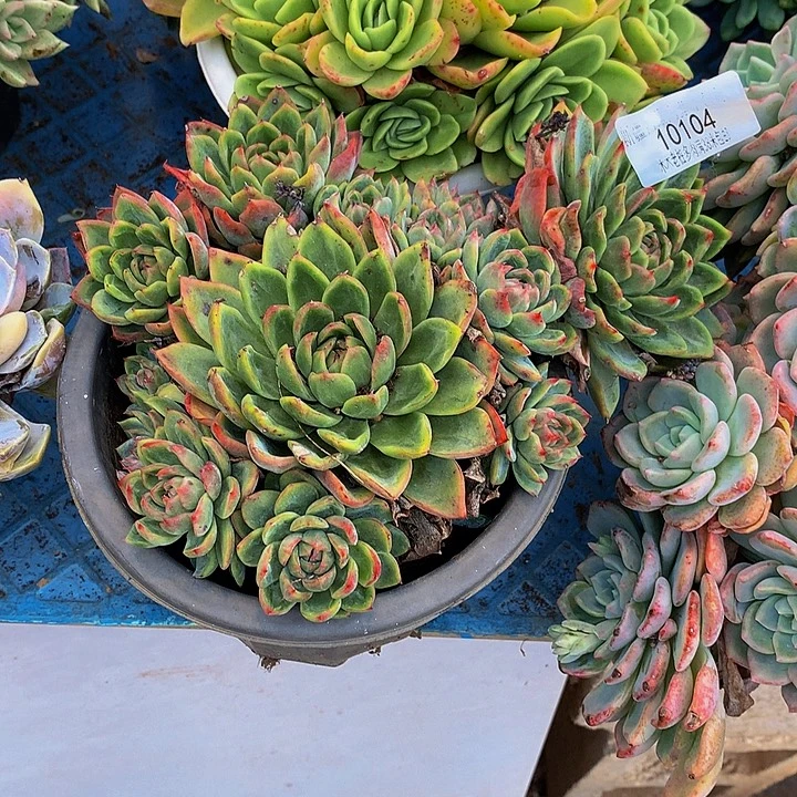 一***一     绿龙多肉10104