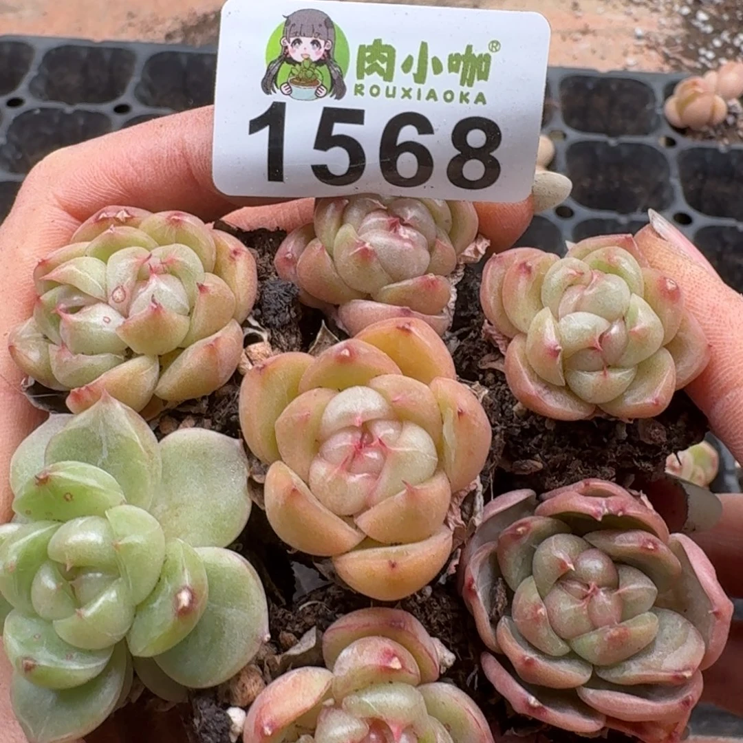 多肉植物多肉植物