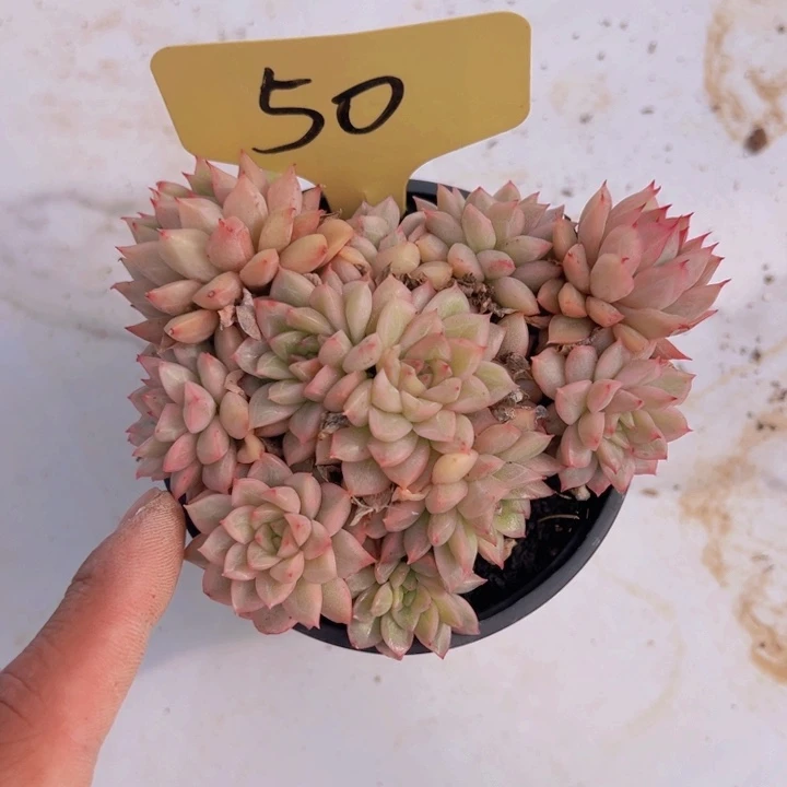 健健康康平平安安