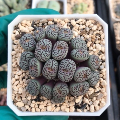 多肉肉锥 20头墨小锥