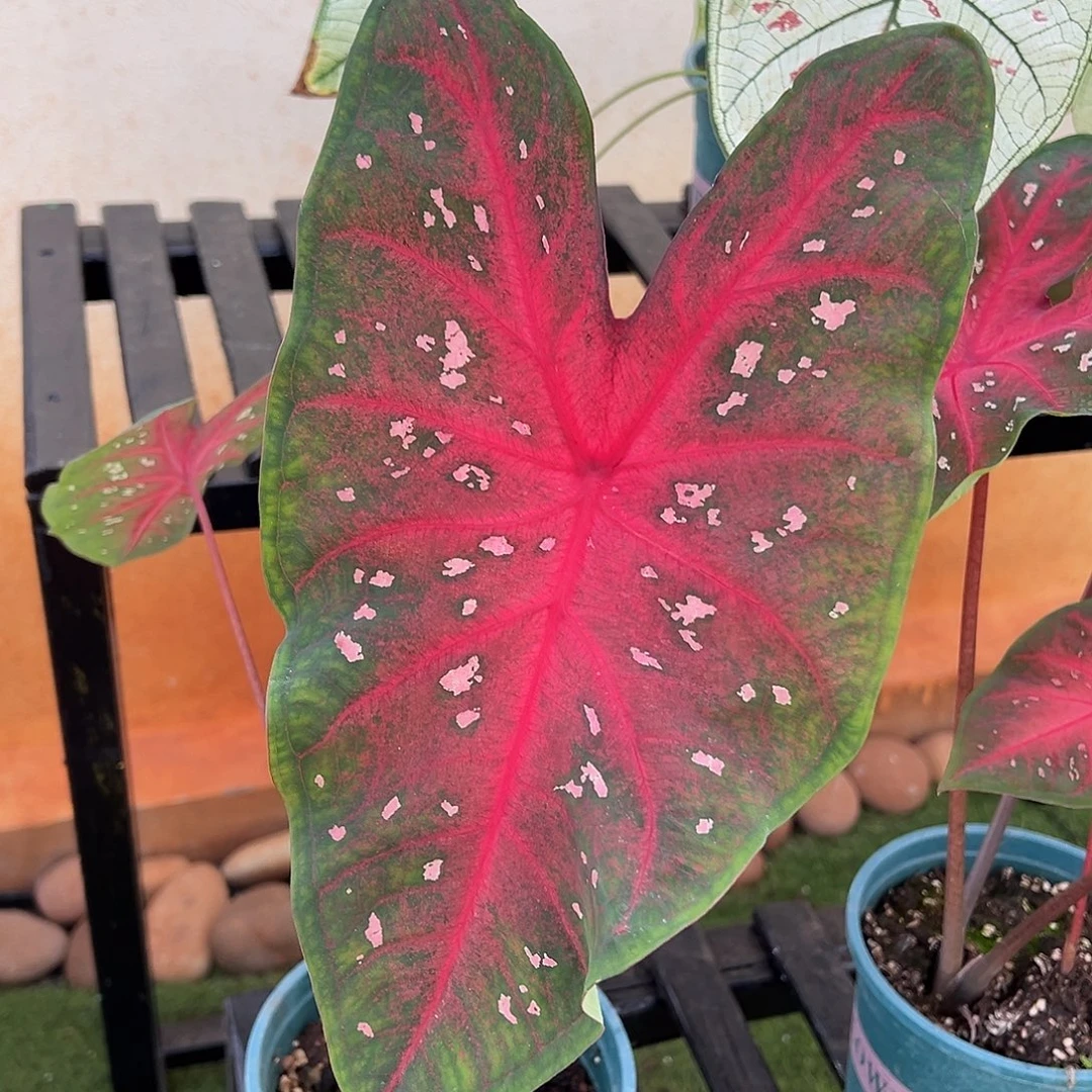 无花朵红色闪光彩叶芋6