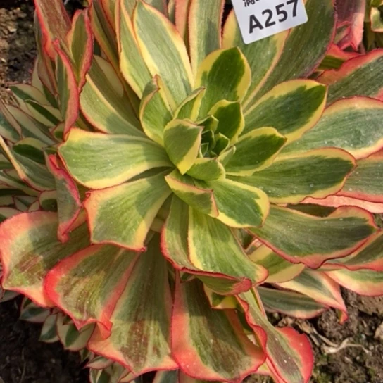 魅影257多肉植物