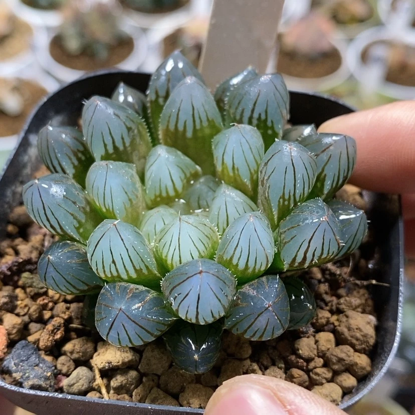 【闪购商品】58黑肌
