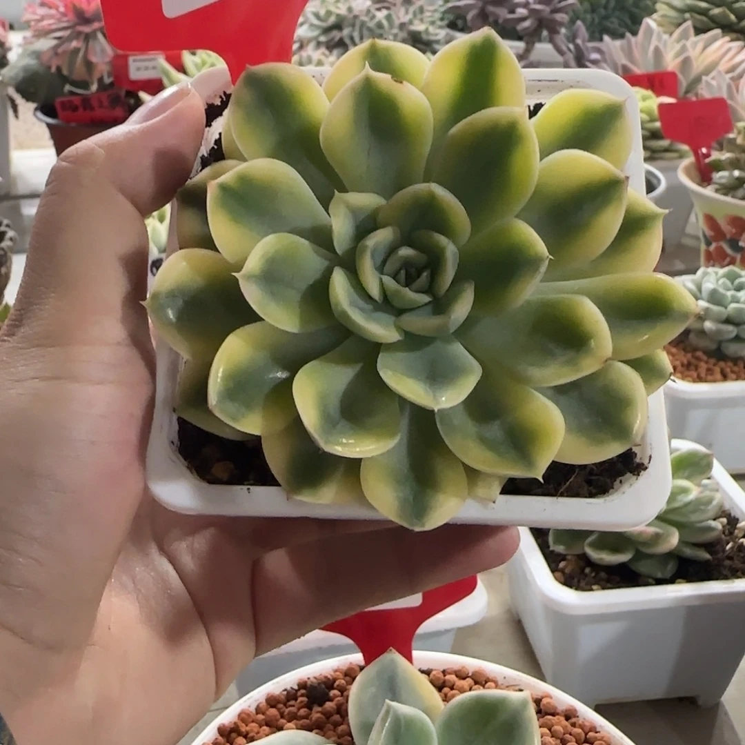 265抹茶菩提锦多肉植物