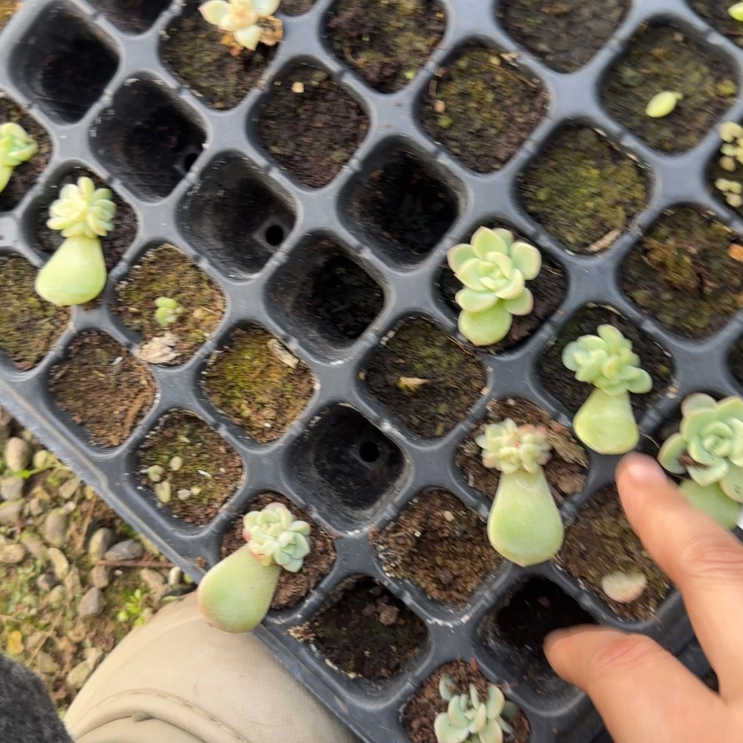 P26 穴一个满25包邮