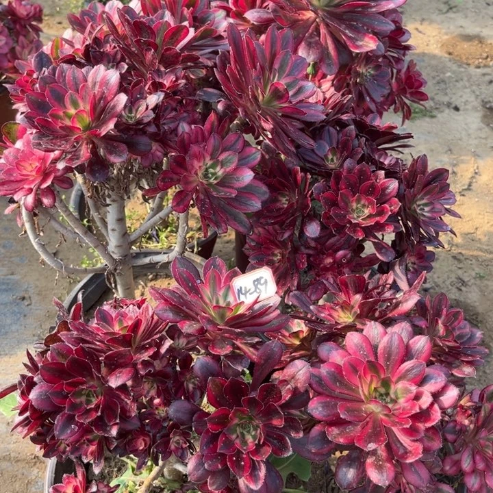 14-89香奶尔6有砍过瑕疵处理不售后