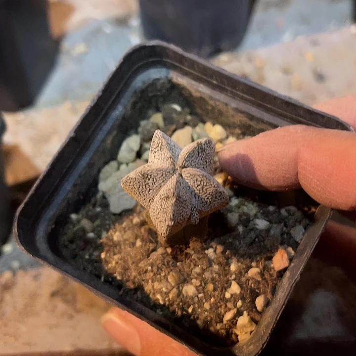 满38包邮2天凑单，脱土晾根发货多肉植物