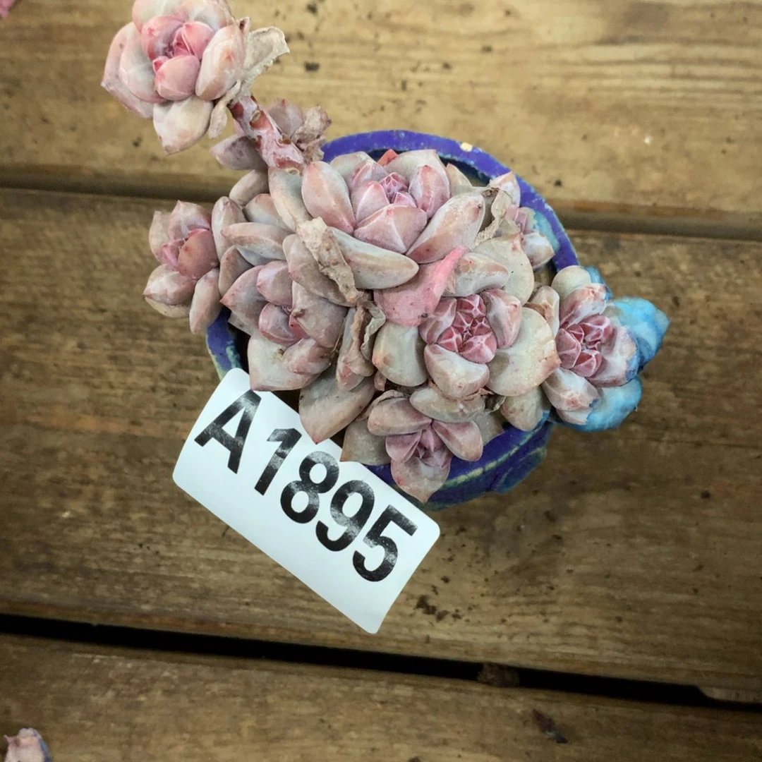 W**.A1895  星影石榴籽9头