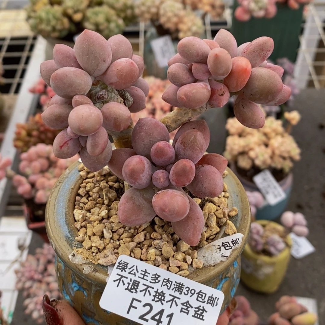 汤圆241/8cm的肉