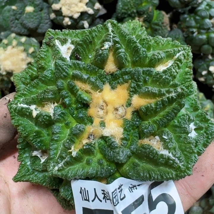 P**g福利落地牡丹555