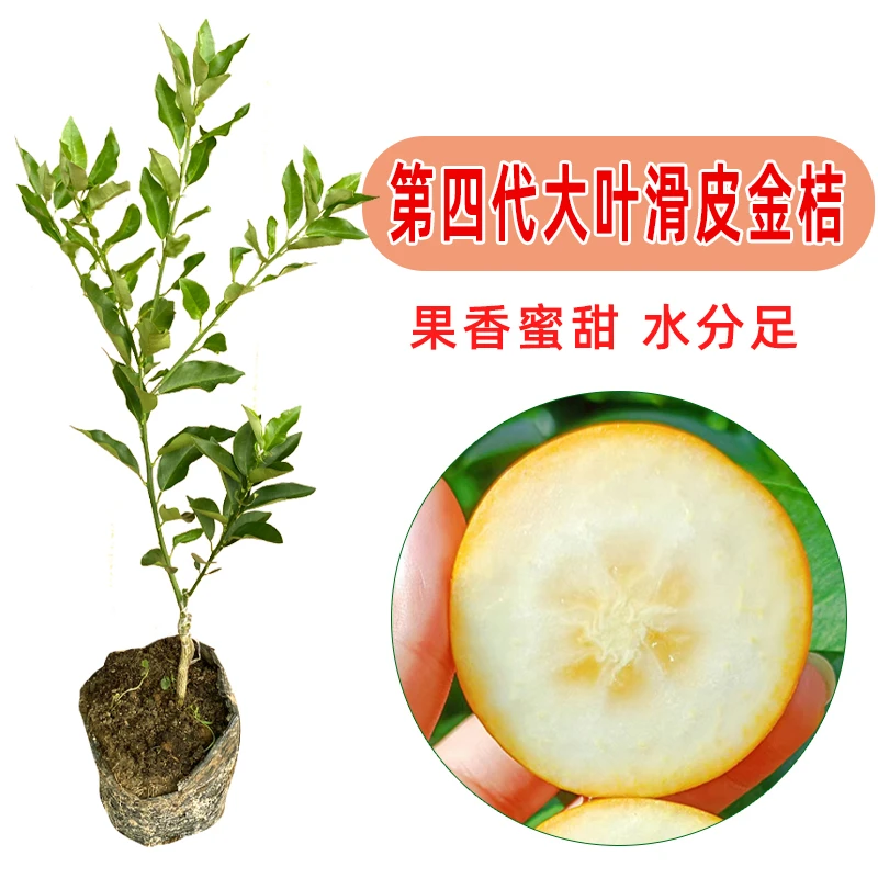 广西第四代大叶滑皮金桔果树优良嫁接苗带土带叶发货阳台庭院种植