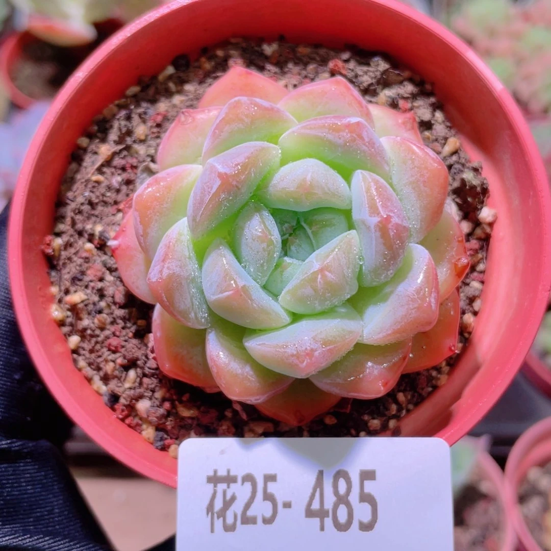花利美25-485新品