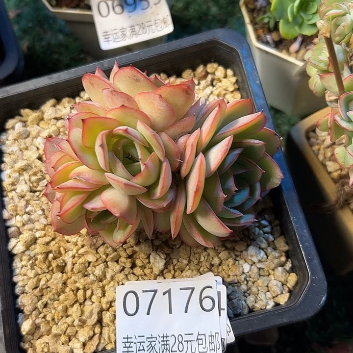 幸运的是我还没遇到过