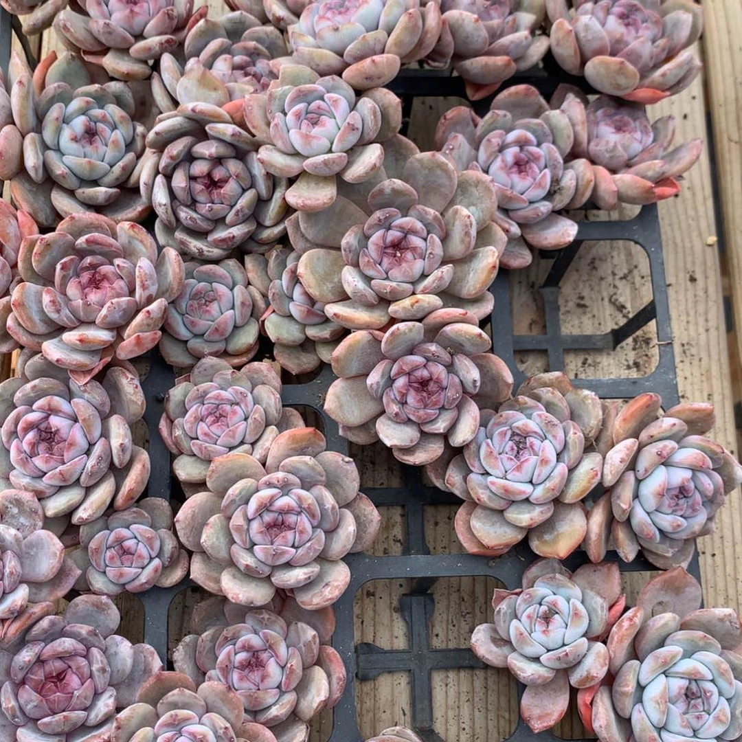 突尼斯发货多肉一颗双头无砍无摘随机发