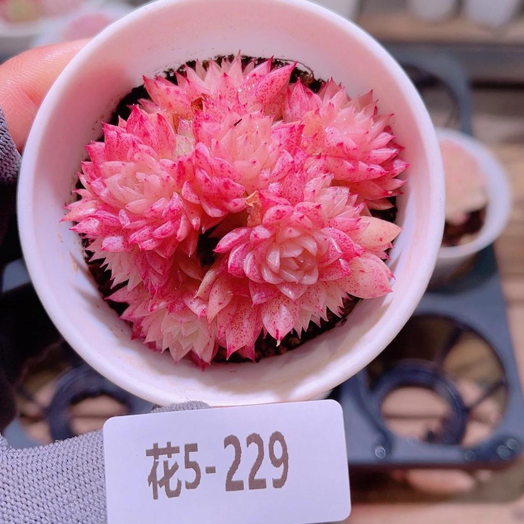 花05-229麦秆群生