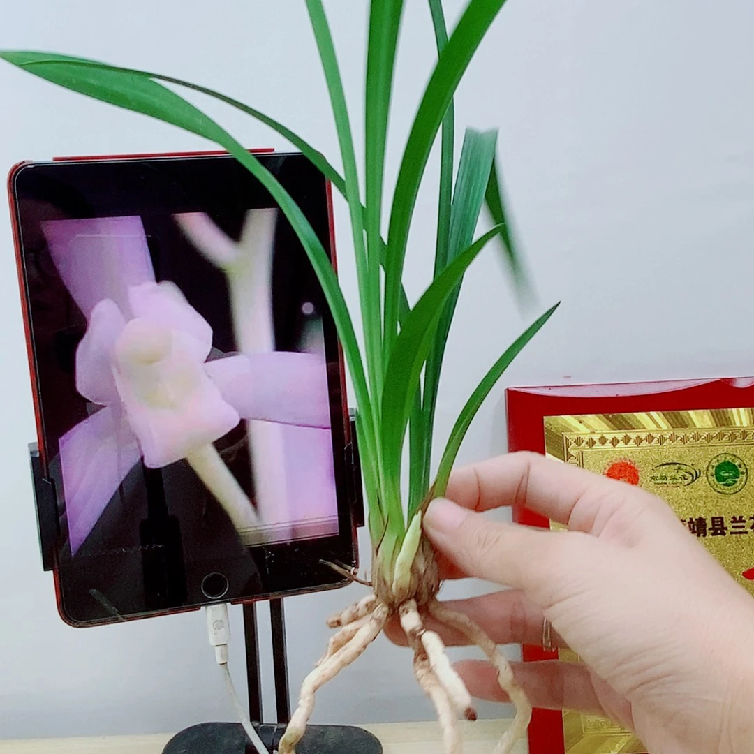 当前无花栽培后可以开花