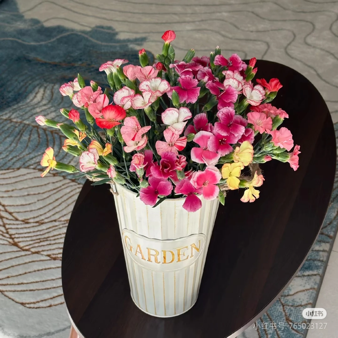 蜜儿康乃馨一扎颜色随机（家庭瓶插花）