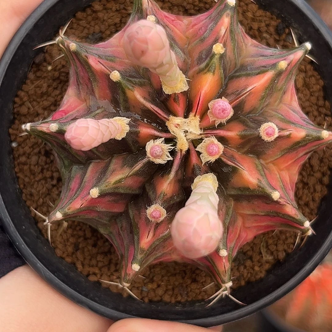 泰系实生肋骨锦 H76