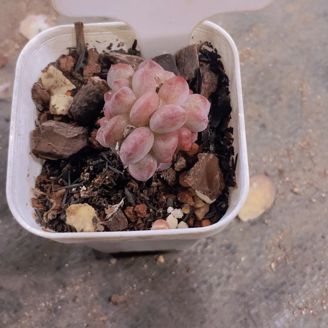 橙子杂e060一物一拍多肉