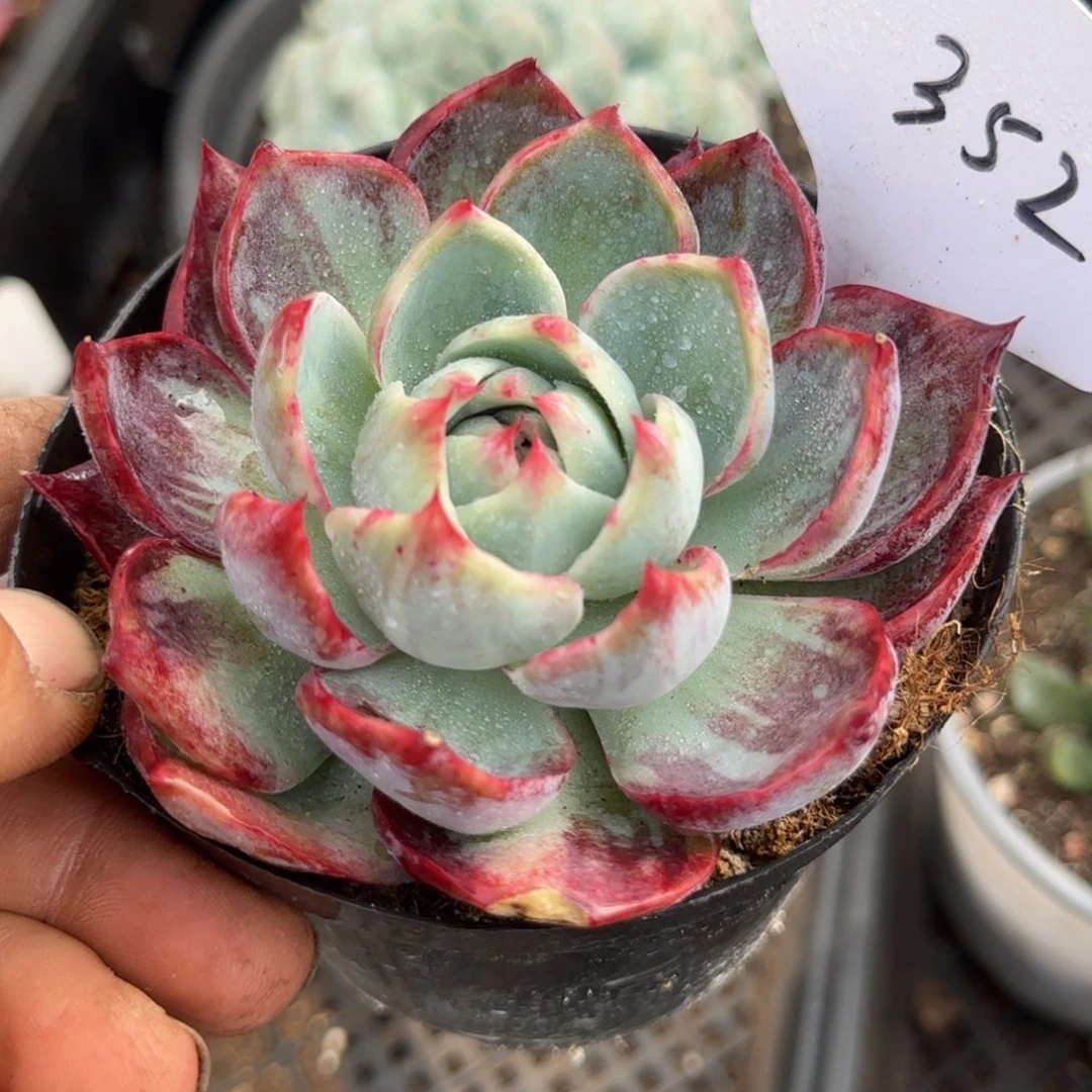 惊鸿一物一拍包装收缩花旱352