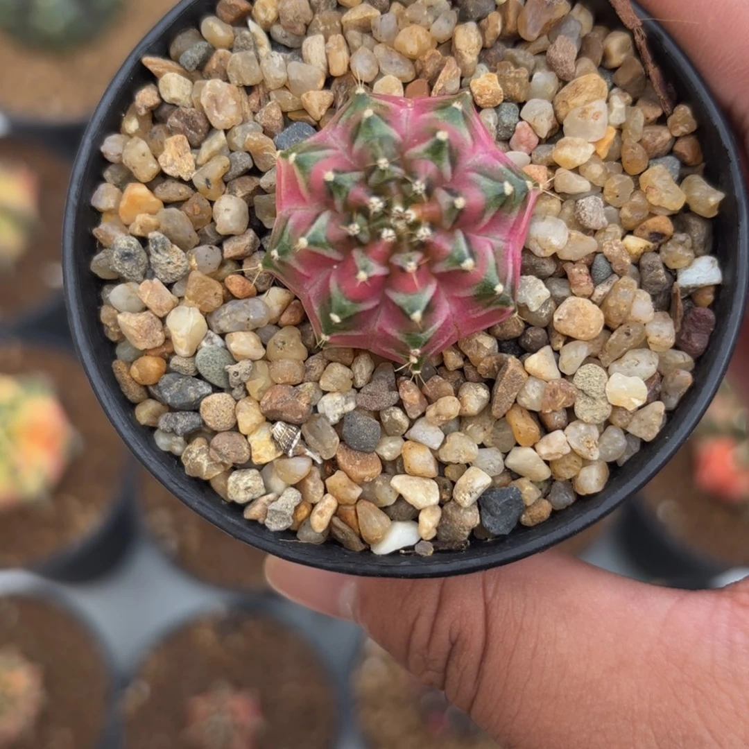 121-0101泰国发货多肉