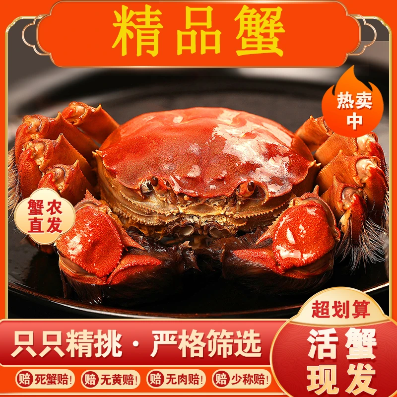 鲜意门【活蟹】鲜意门江苏精品蟹全母蟹2两10只装精挑现货
