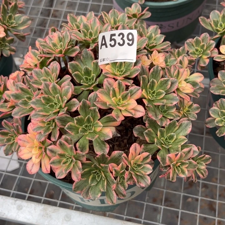 539甜茶20厘米左右