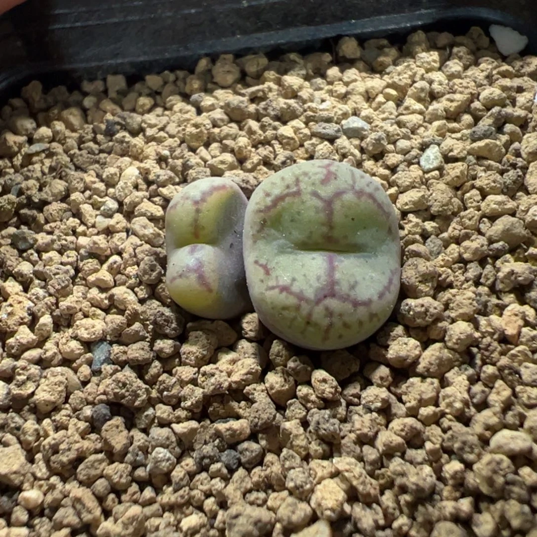 8-24肉锥多肉植物