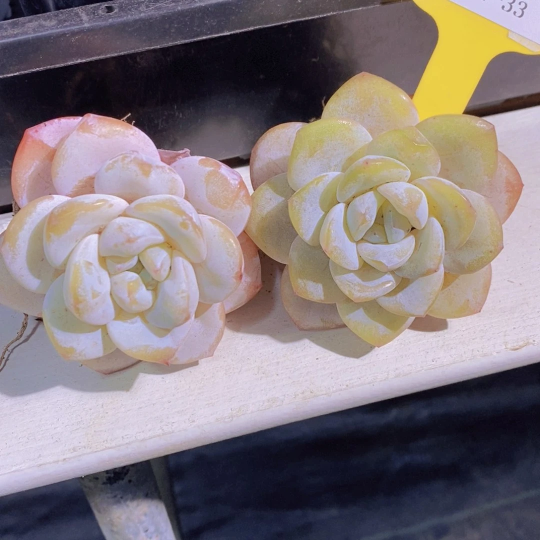 1210-33-奶油冰橙单头两个