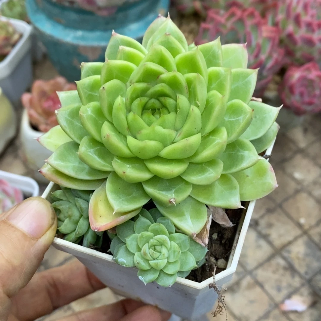 精品多肉一物拍不包整290
