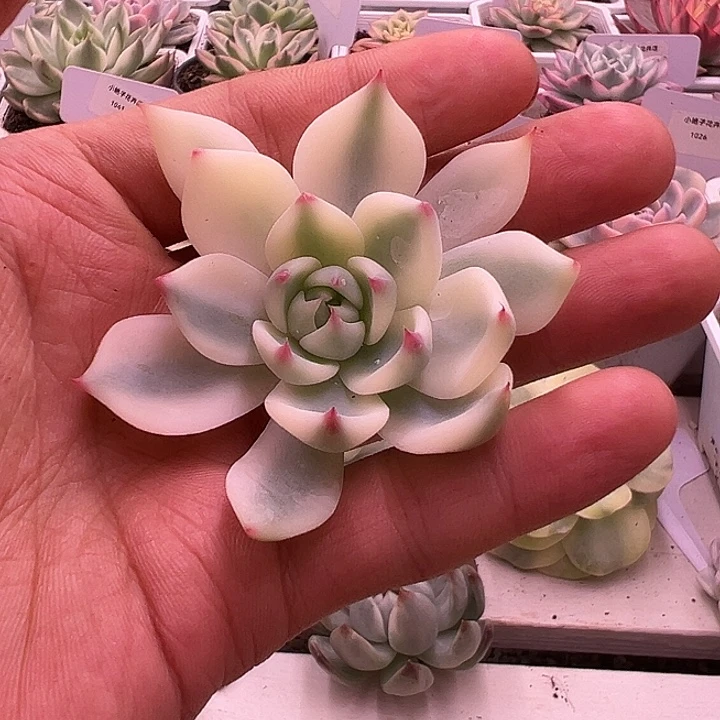 1195号宽锦吉娃娃