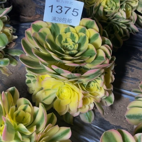 迈巴赫多肉多肉1375