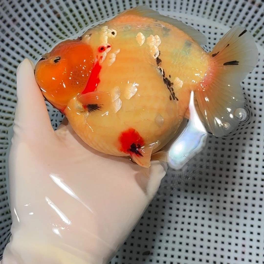 金鱼精品短尾将军狮子