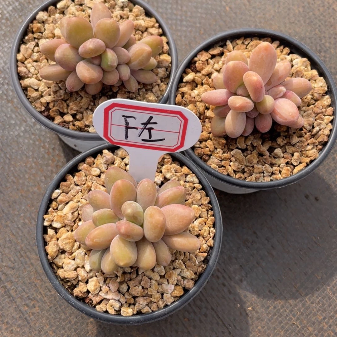 F****✨姐姐说要不就是一