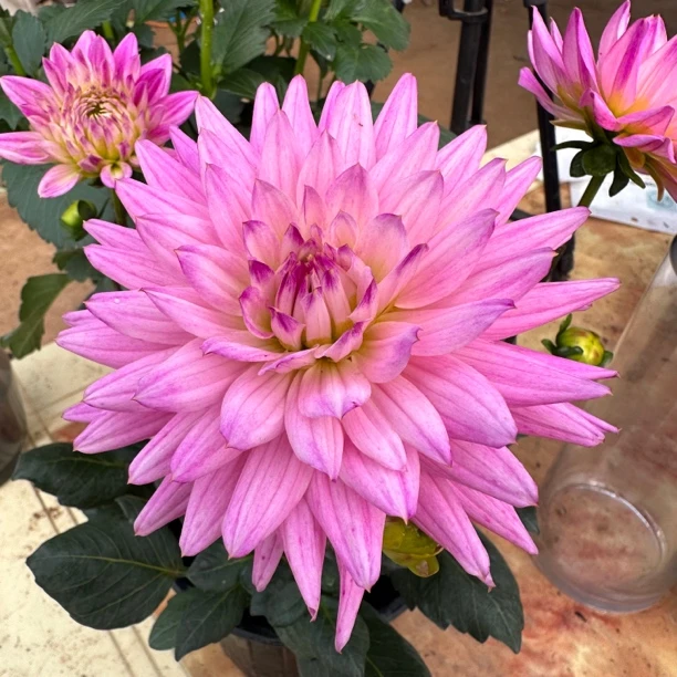 【粉色可乐娜】大丽花（盆栽）带花苞原盆发货（盆坏不包