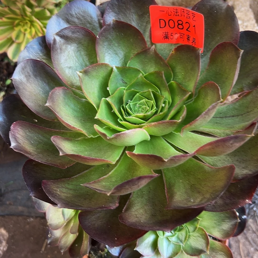 多肉植物多肉植物0821