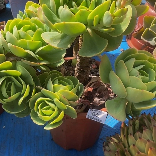 独**生碧桃60005多肉