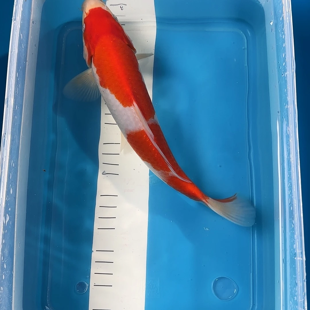 渔悦锦鲤三选红白一尾26公分