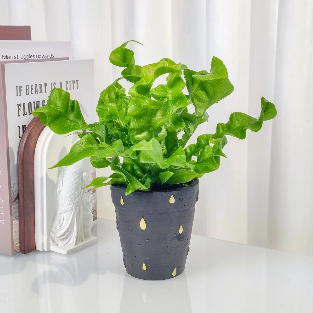 火焰鸟巢蕨室内绿植绿植盆栽客厅盆栽四季常青好养净化空气