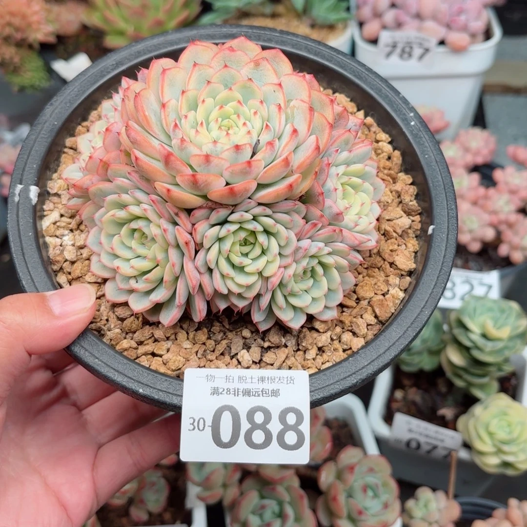 姬莲锦整群无盆土发货